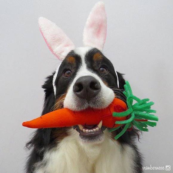 Meet your Posher, Lisa - Picture 1 of 1